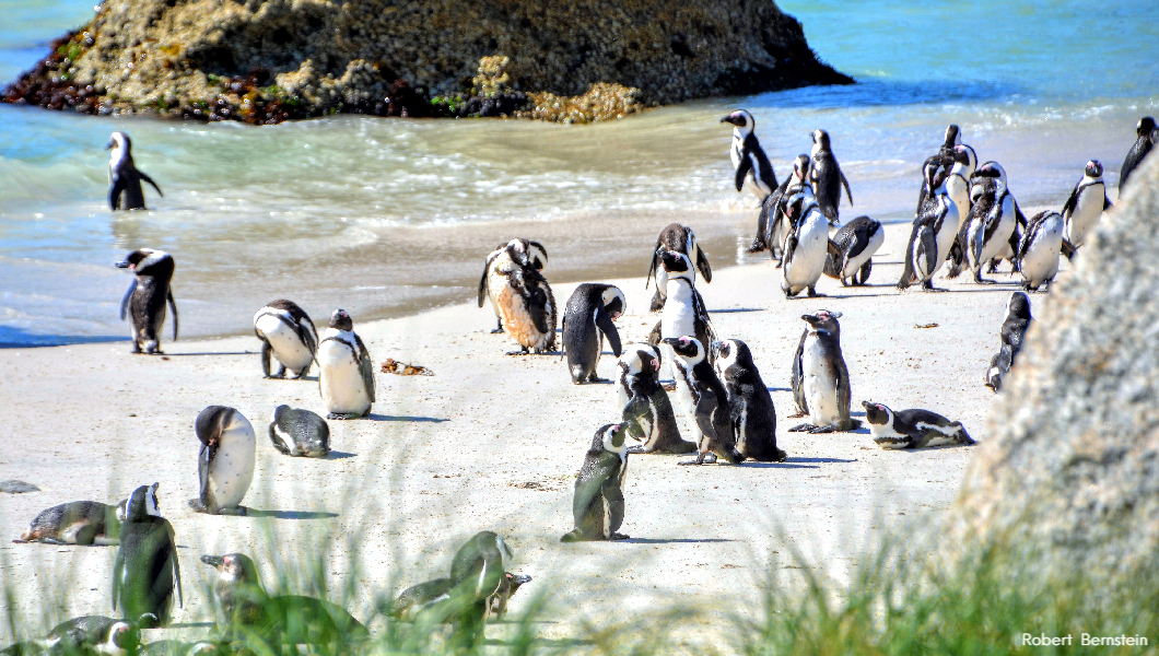 Boulders beach penguin